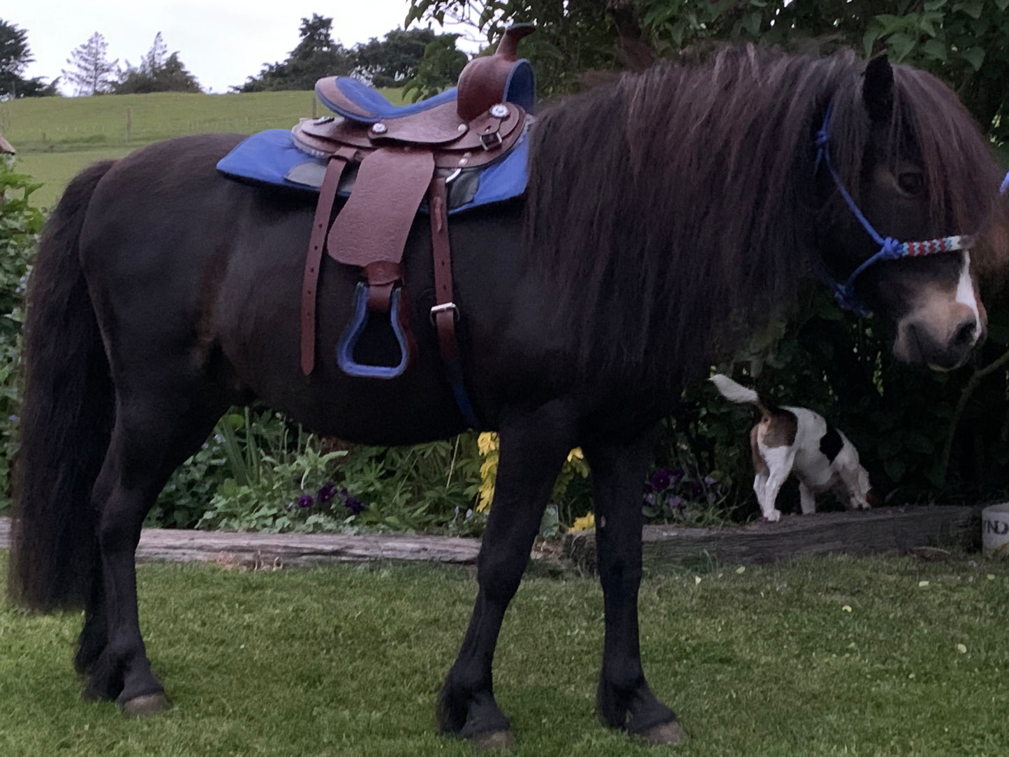 Children's Western Saddle