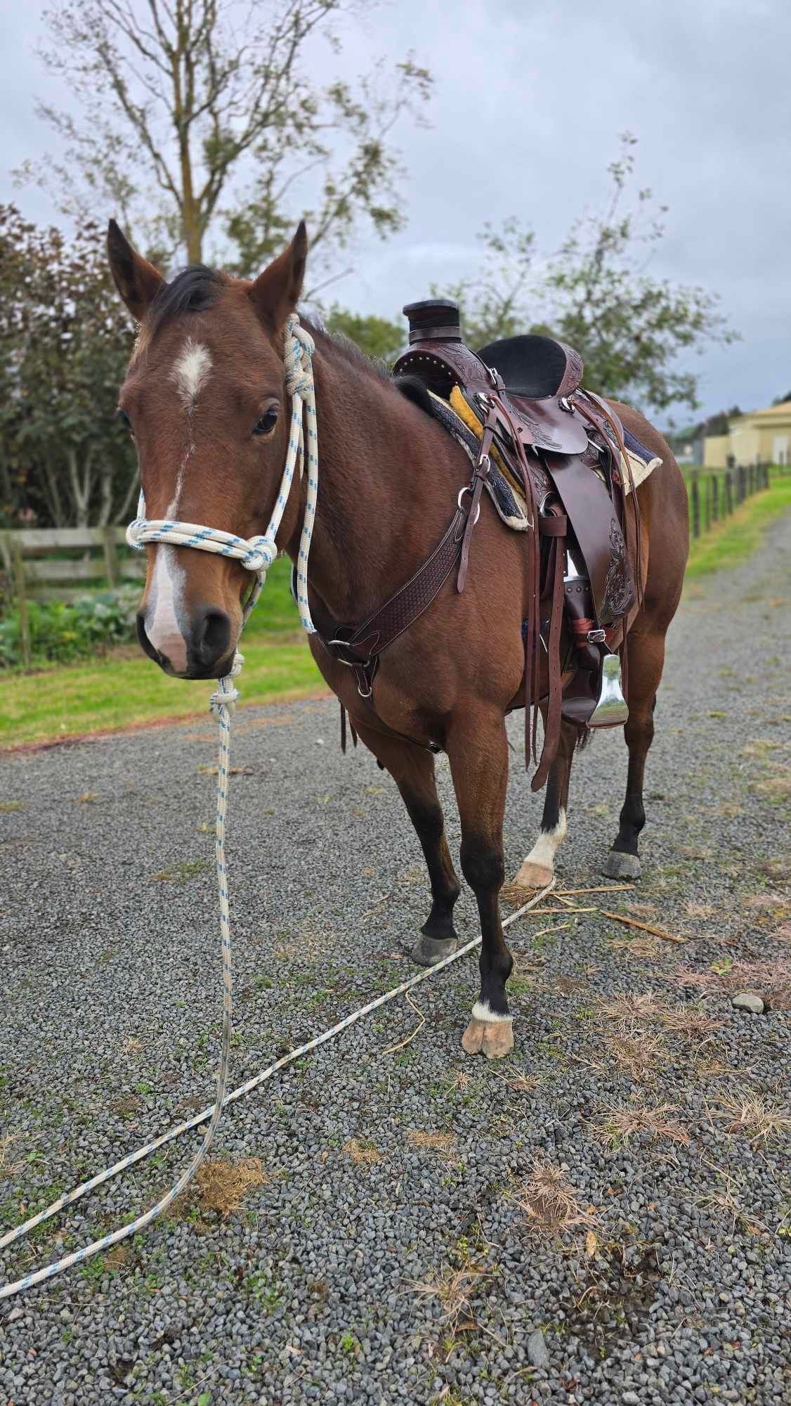 Wade Saddle - Dark Brown/Black